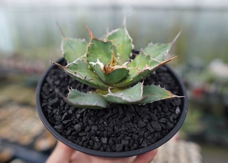 agave titanota 獅子光　Lion light　No.2
