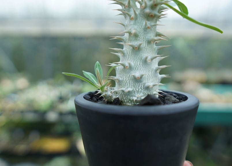 Pachypodium horombense パキポディウム　ホロンベ パキポディウム ホロンベンセ – linkplants -リンクプランツ-