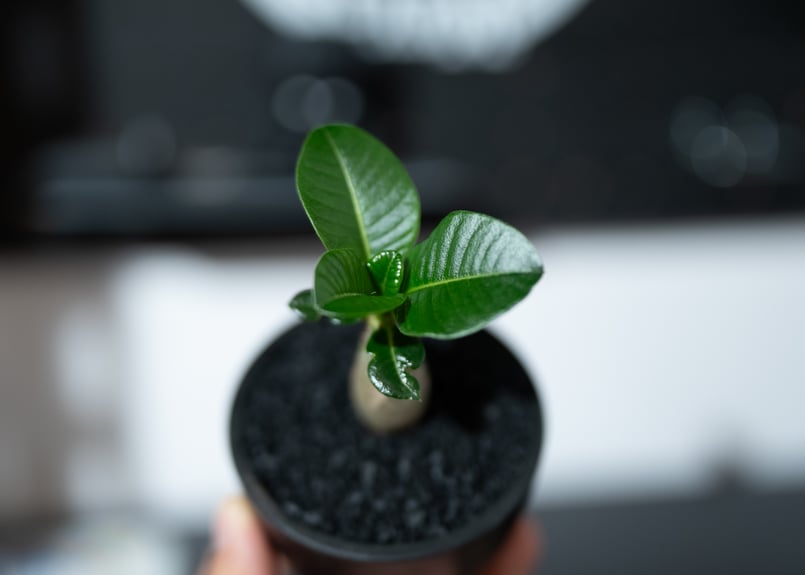 パキポディウム ウィンゾリー 沖縄実生株 | mana's green:塊根 パキポディウム ウィンゾリー 沖縄実生株 | mana's green:塊根