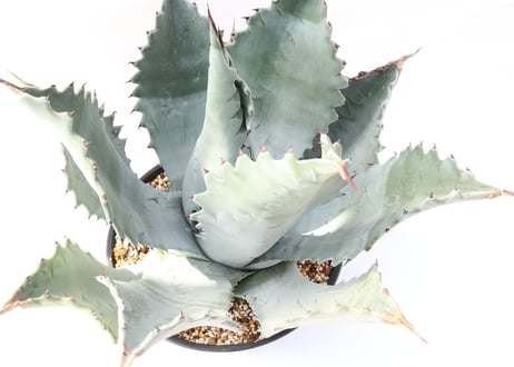 Agave colorata super selected clone blue leaf