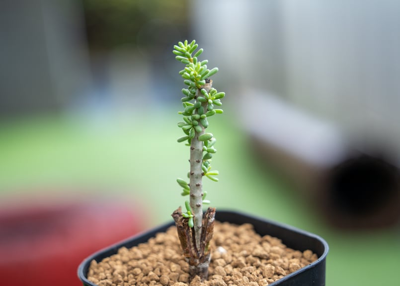 ケラリア ナマクエンシス 接ぎ木 | mana's farm:塊根植物・アガベ