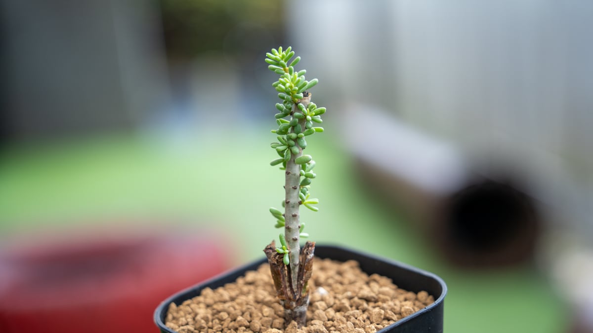 ケラリア ナマクエンシス 接ぎ木 | mana's farm:塊根植物・アガベ