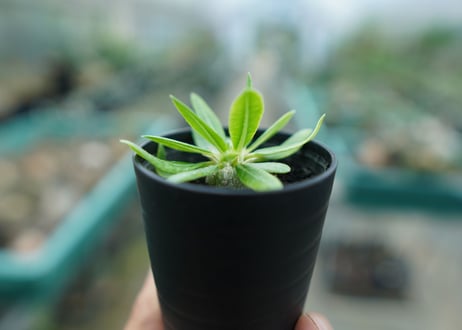 パキポディウム　恵比寿笑い　Pachypodium brevicaule　No.3