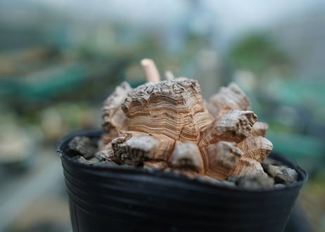 【長谷川園芸産】亀甲竜　Dioscorea elephantipes　No.4