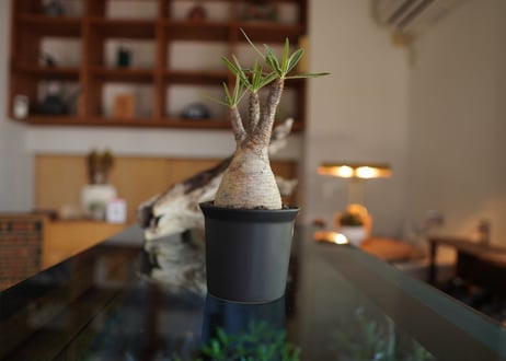 パキポディウム　グラキリス　 Pachypodium Gracilius