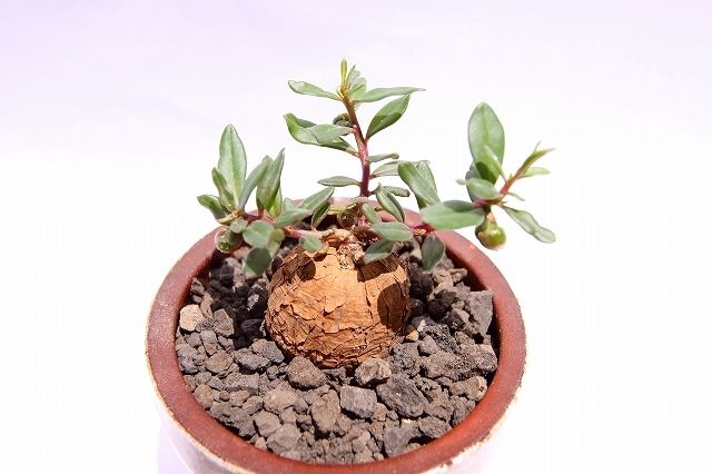 タリナム　カフルム タリナム カフルム | mana's farm:塊根植物・アガベ・ドライガーデン