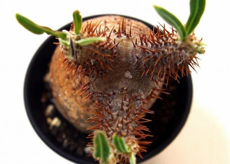 Pachypodium Gracilius パキポディウム  グラキリス  №4  little