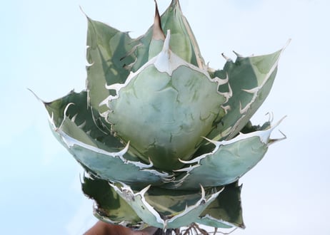 Agave titanota 'White Ice'