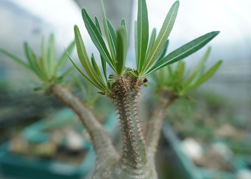 ぴっころです。 グラキリス Pachypodium gracilius ⑤ Pachypodium Gracilius - パキポディウム・グラキリス – VALIANT