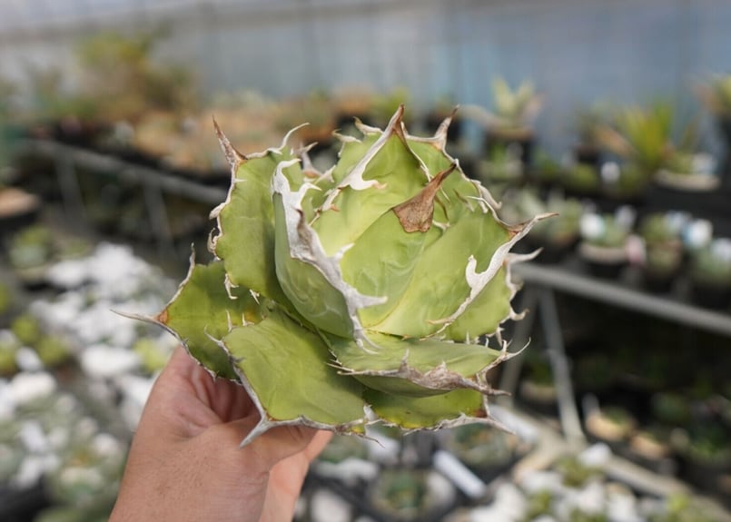 agave titanota 獅子光 lion light No.4 | mana's far