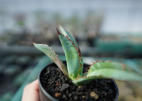 アガベ　チタノタ　 ブラックアンドブルー 　Agave titanota black and blue　A16