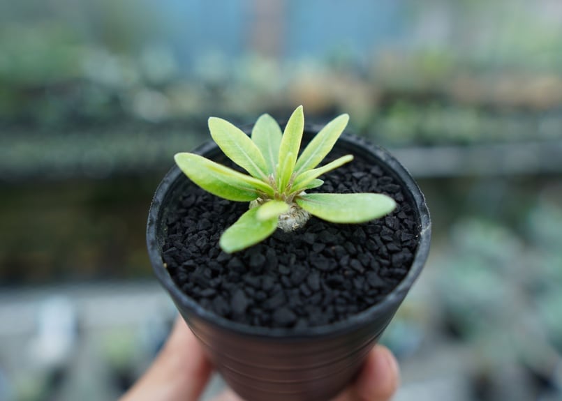 観葉植物 パキポディウム 恵比寿笑い Pachypodium brevicaule ⑤