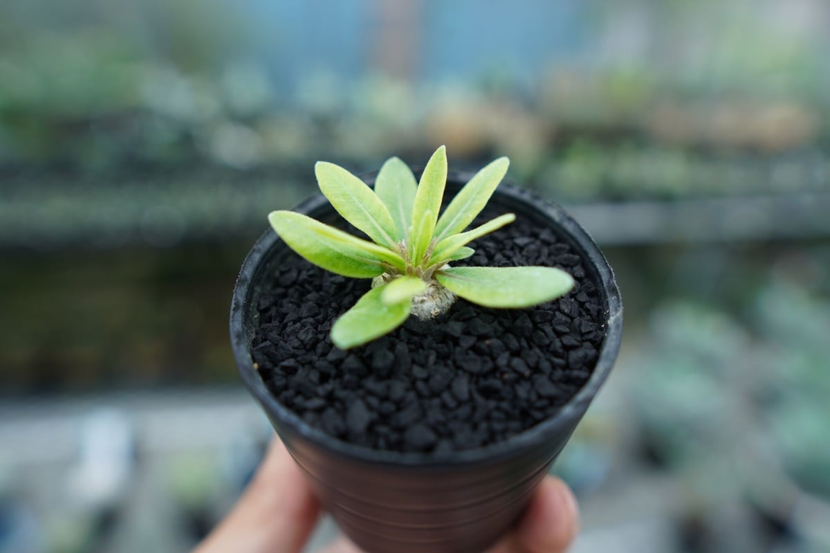 パキポディウム 恵比寿笑い Pachypodium brevicaule No.5 | man