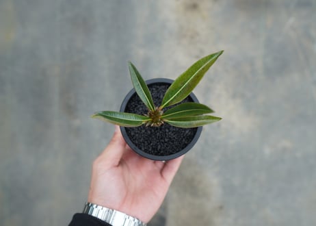 パキポディウム　バロニー　Pachypodium baronii