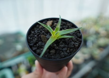 ディッキア　ムーングロー　Dyckia brevifolia  Moon Glow　No.3
