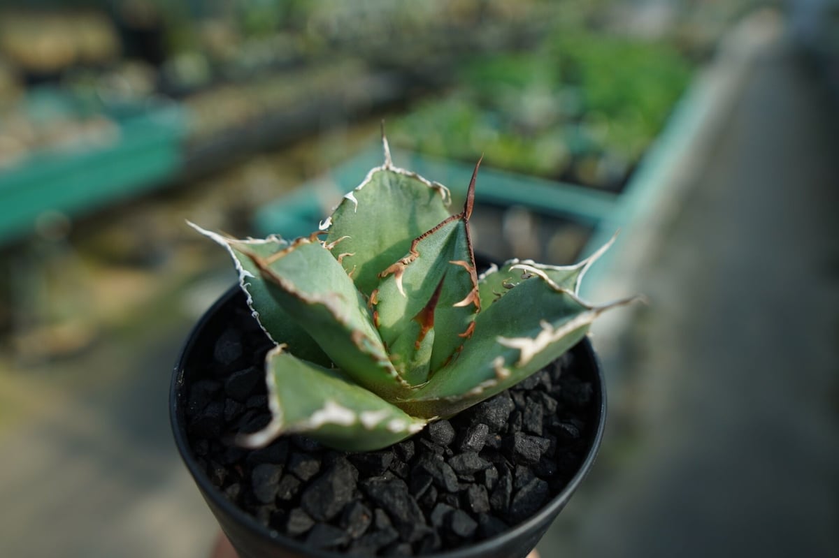 アガベ チタノタ FO-76 Agave titanota FO-76 No.2 | man