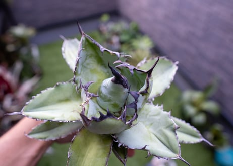 Agave B&B C NO.2