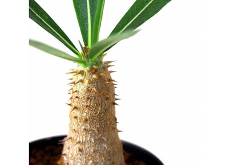 Pachypodium rosulatum   パキポディウム　ロスラーツム