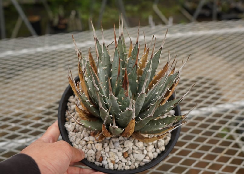 Agave utahensis special chain レア株 ユタエンシス やましち山野草店 / 多肉植物 アガベ ユタエンシス Agave utahensis