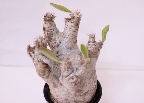 Pachypodium eburneum　パキポディウム　エブレネウム