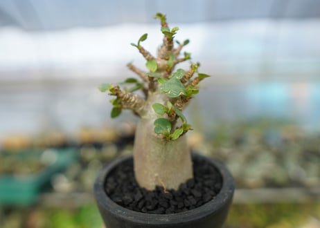 アデニウム　Adenium　No.12