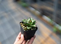 ソウラボ マナズファームコラボ アガベゼロ ソウラボ マナズファームコラボ アガベゼロ ソウラボ マナズ