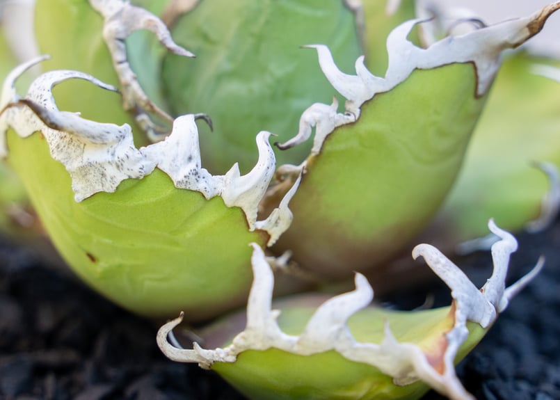 アガベ シーザー МⅭ03 | mana's farm:塊根植物・アガベ・ドライ