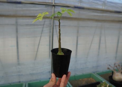 アデニア　グラウカ　Adenia glauca