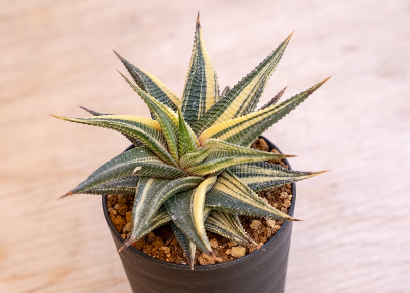 ハオルチア 瑠璃殿錦 | mana's farm:塊根植物・アガベ・ドライガーデン