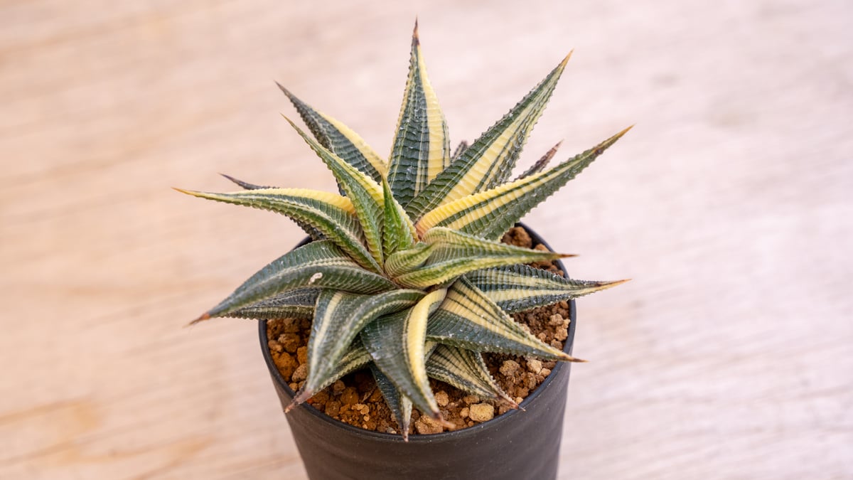 ハオルチア 瑠璃殿錦 | mana's farm:塊根植物・アガベ・ドライガーデン