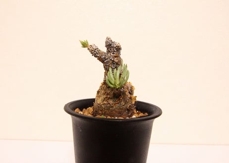チレコドン　ペアルソニー　Tylecodon pearsonii