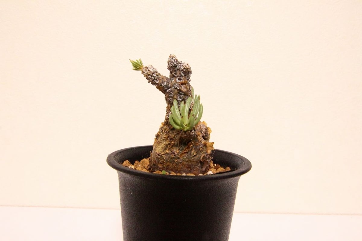 チレコドン ペアルソニー Tylecodon pearsonii | mana's green チレコドン ペアルソニー Tylecodon pearsonii | mana's green