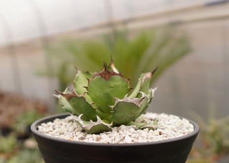 アガベ　titanota  dwarf　No.4