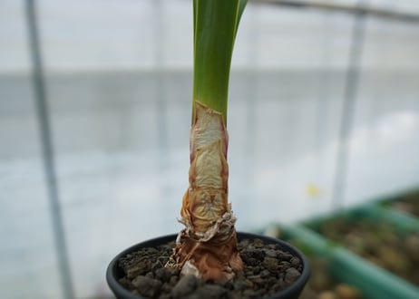 キルタンサス オブリクス Cyrtanthus obliquus