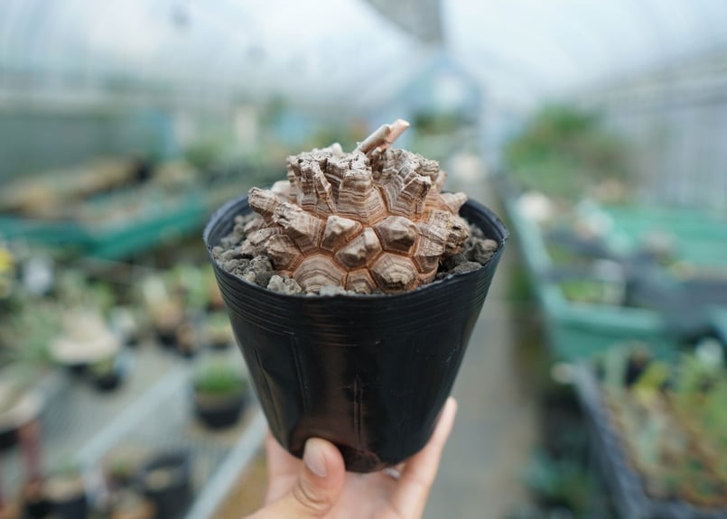 美株★Dioscorea elephantipes アフリカ亀甲竜 長谷川亀甲竜 長谷川園芸産】亀甲竜 Dioscorea elephantipes No.6 | mana'