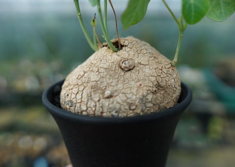 ステファニア　エレクタ　Stephania erecta