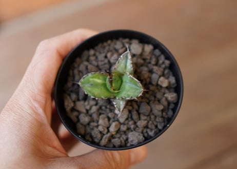 Agave titanota black＆blue 子株　No.2
