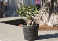 極太幹×樹肌美】真の古木オリーブ｜非公開農園より一点物入荷 | mana's