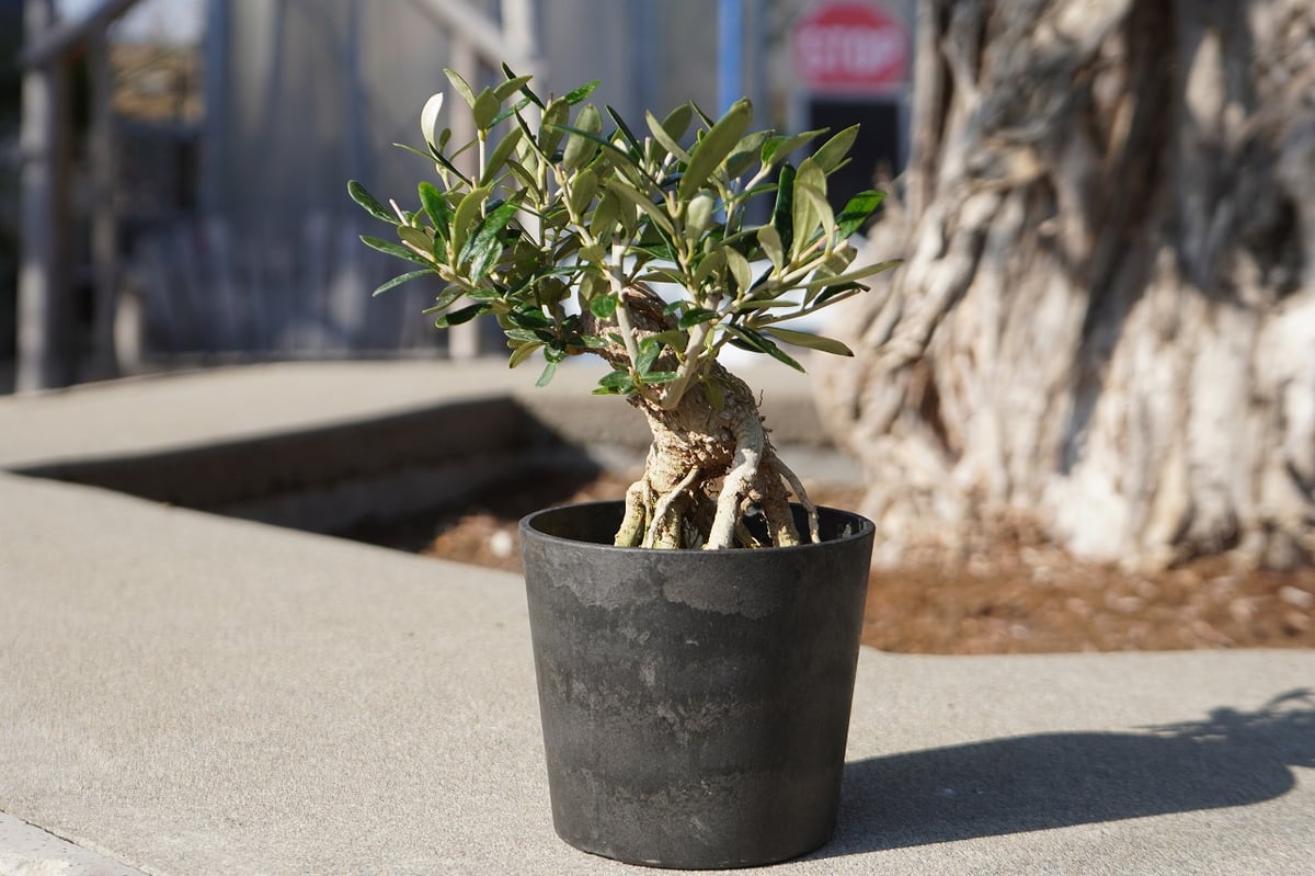 盆栽オリーブ 根上がり マンザニロ | mana's farm:塊根植物・アガベ