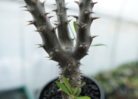 パキポディウム　デンシフローラム　Pachypodium densiflorum　No.6
