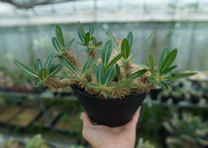 パキポディウム デンシフローラム Pachypodium densiflorum No.1