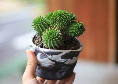 ユーフォルビア　スザンナエ　Euphorbia susannae