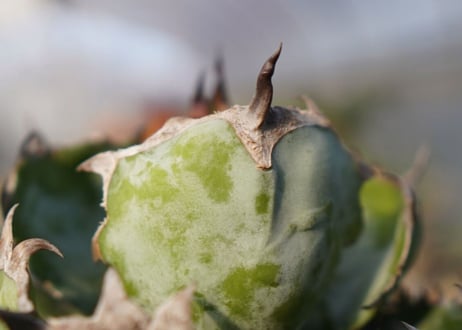 agave titanota ブラック＆ブルー　No.8
