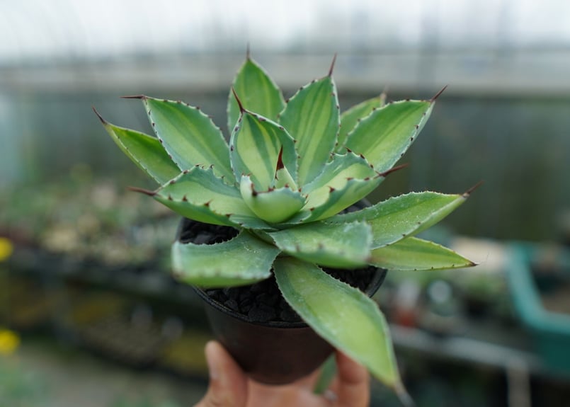 アガベ 　吉祥冠錦　大株　極美株　選抜株 大株アガベ 吉祥冠錦 黄覆輪 特美株 激レア高級多肉植物 狂強