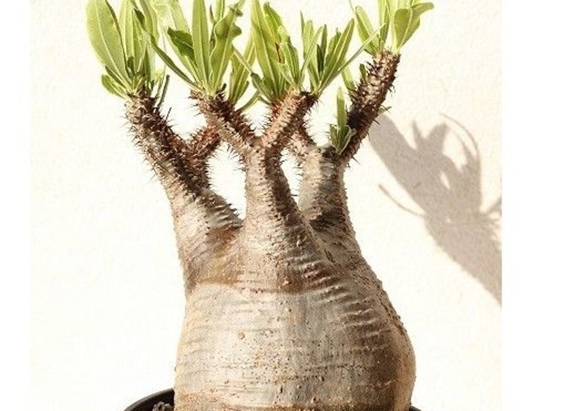 Pachypodium Gracilius パキポディウム グラキリス №9 | mana