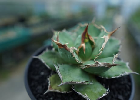 アガベ　チタノタ　烈焔 Agave titanota "烈焔"　No.3