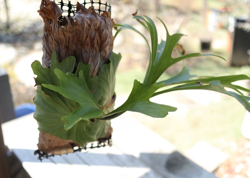 ビカクシダ キャッチャクード | mana's farm:塊根植物・アガベ・ドライ