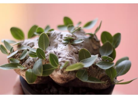 Pachypodium brevicaule　パキポディウム  ブレビカウレ　恵比寿笑い