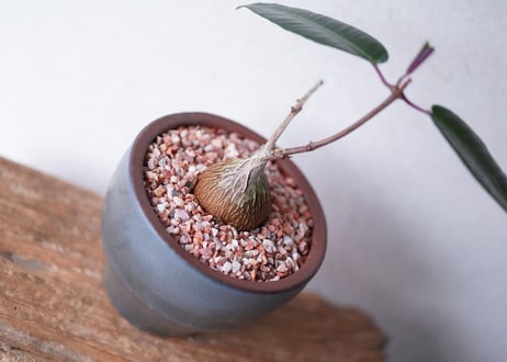 Petopentia natalensis