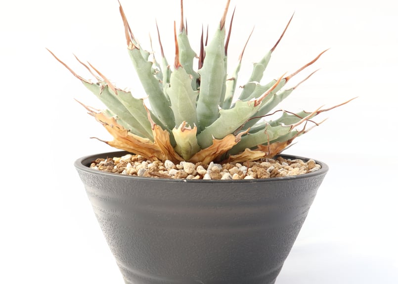 Agave utahensis var nevadensis | mana's farm:塊根